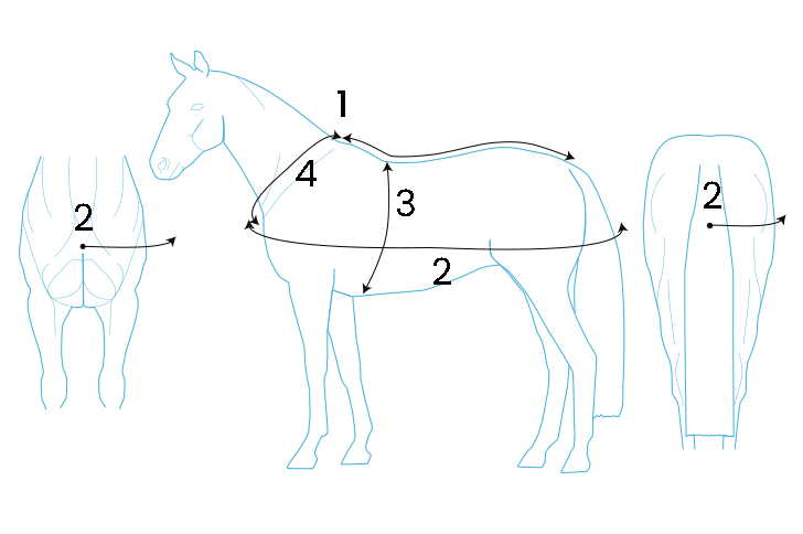 Body measurement on horse to get the right size and fit with arrows and numbers.